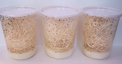 fruit fly cultures