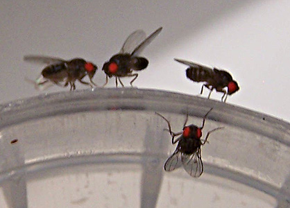 hydei fruit flies