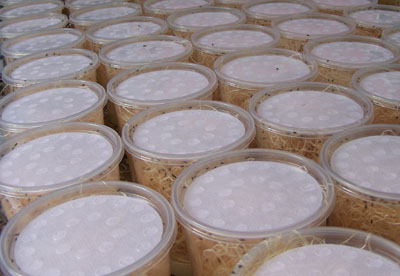 wholesale fruit fly cultures