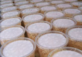 Wholesale and Bulk Prices on Drosophila melanogaster and hydei Fruit Fly Cultures