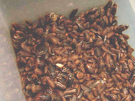 roaches